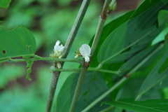 Desmodium triangulare